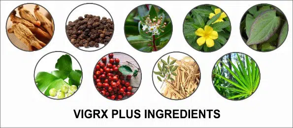 vigrx plus ingredients